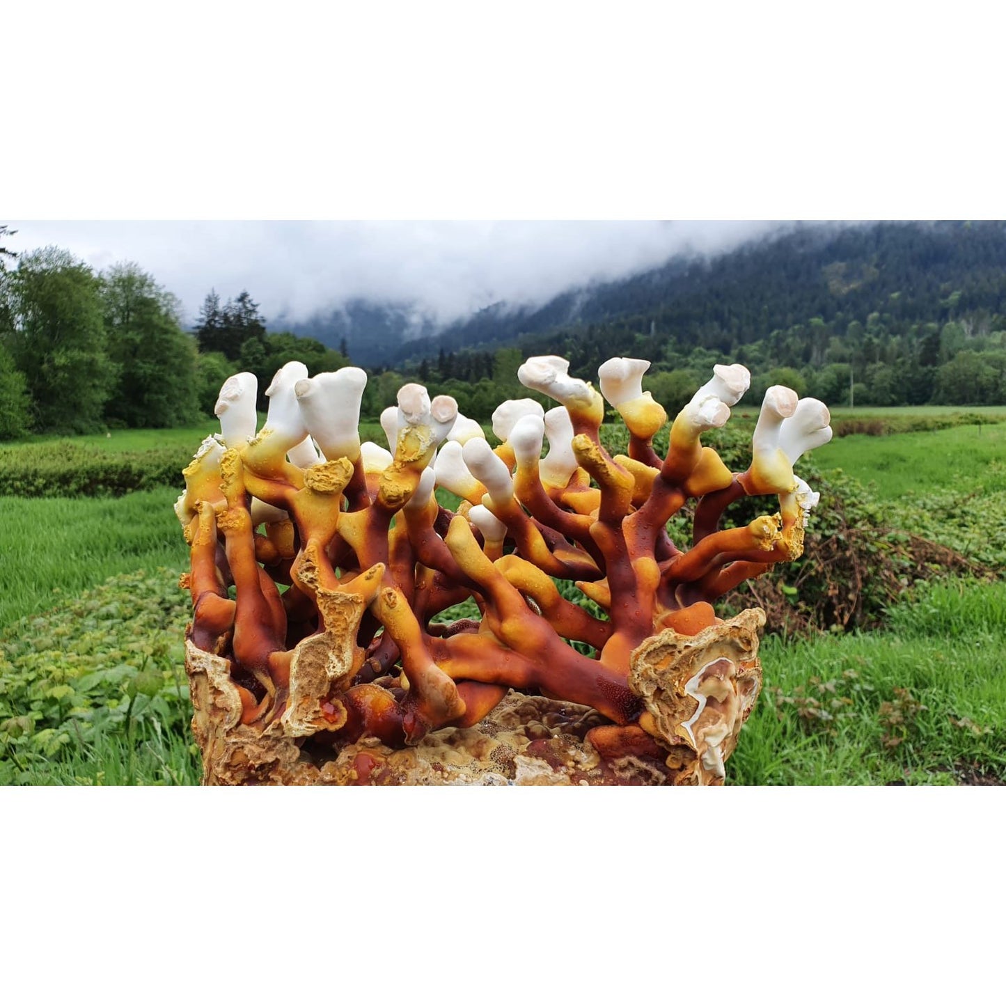 Dried Mushrooms- REFILL/100g Online Order