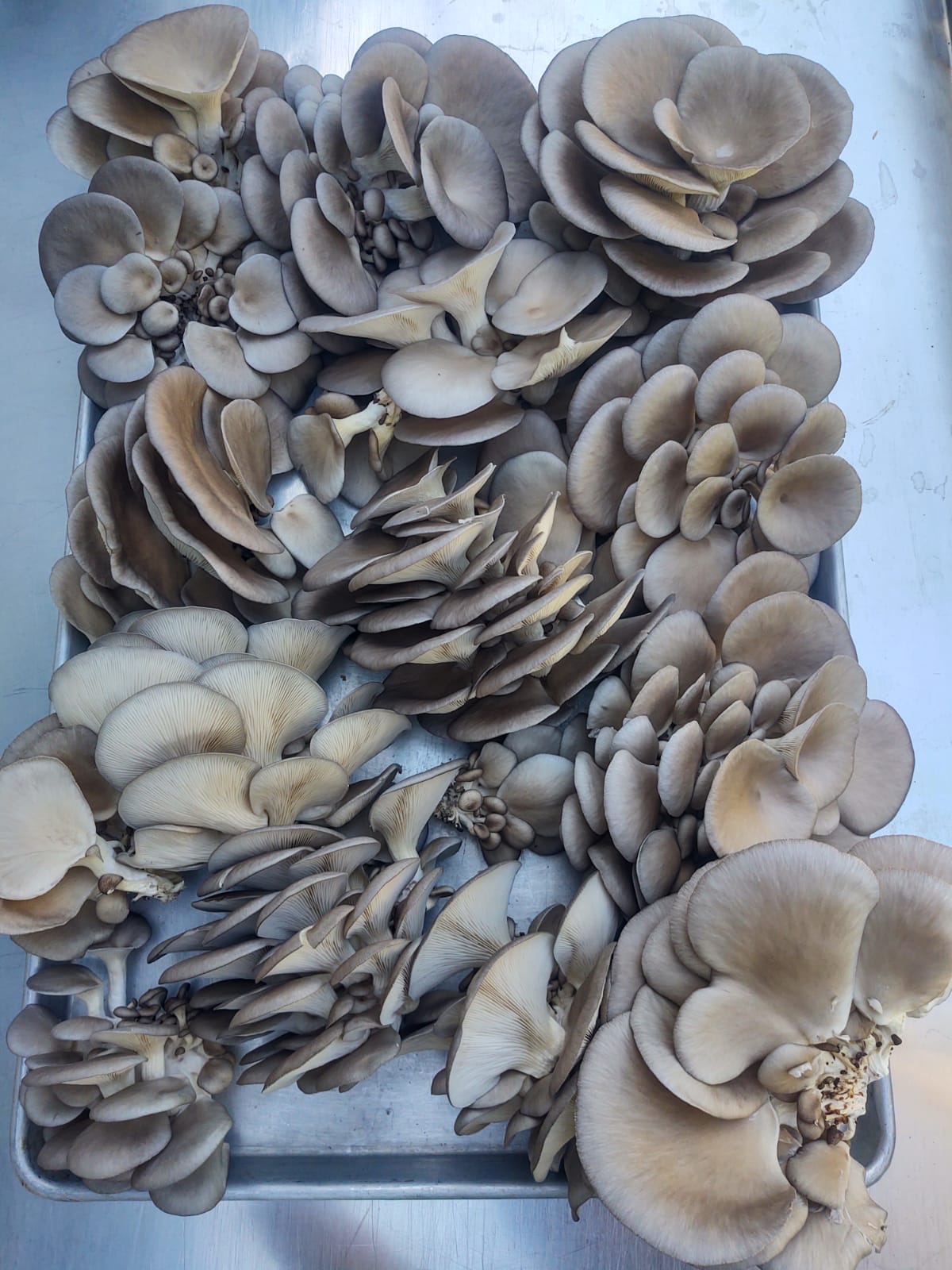 Dried Mushrooms- REFILL/100g Online Order