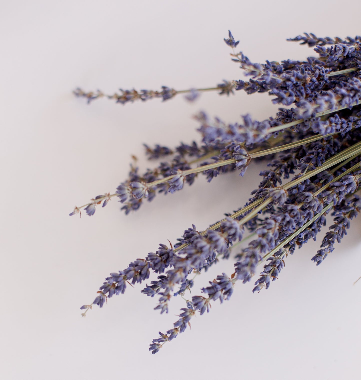 Lavender Daily Light Conditioner- REFILL/100g Online Order