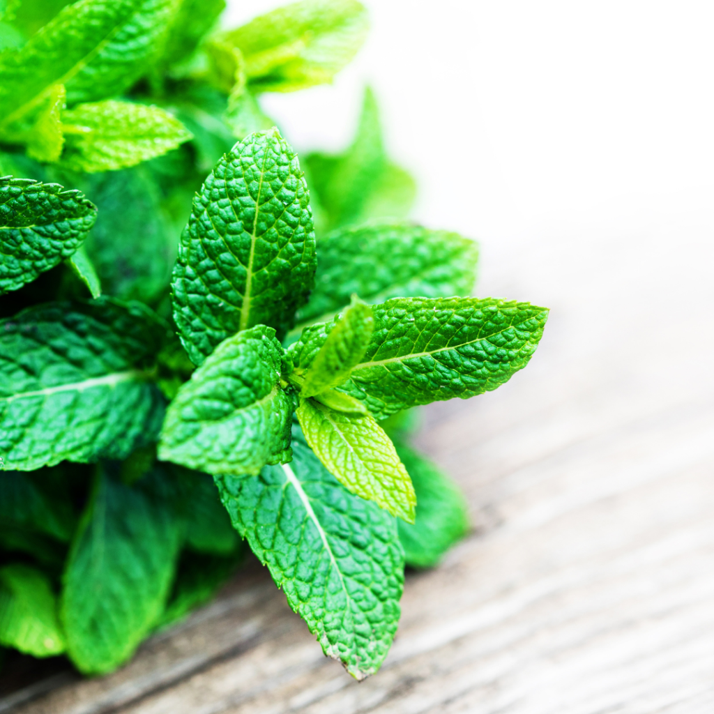 Peppermint Daily Light Conditioner- REFILL/100g Online Order