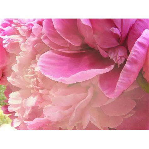 Botanicals, Local Peony Petals- REFILL/100g Online Order