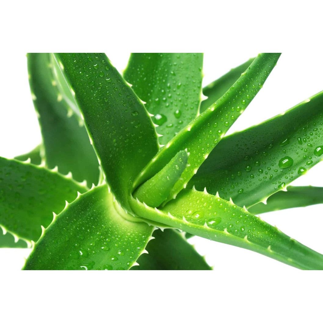 Aloe Vera Gel- REFILL/100g Online Order