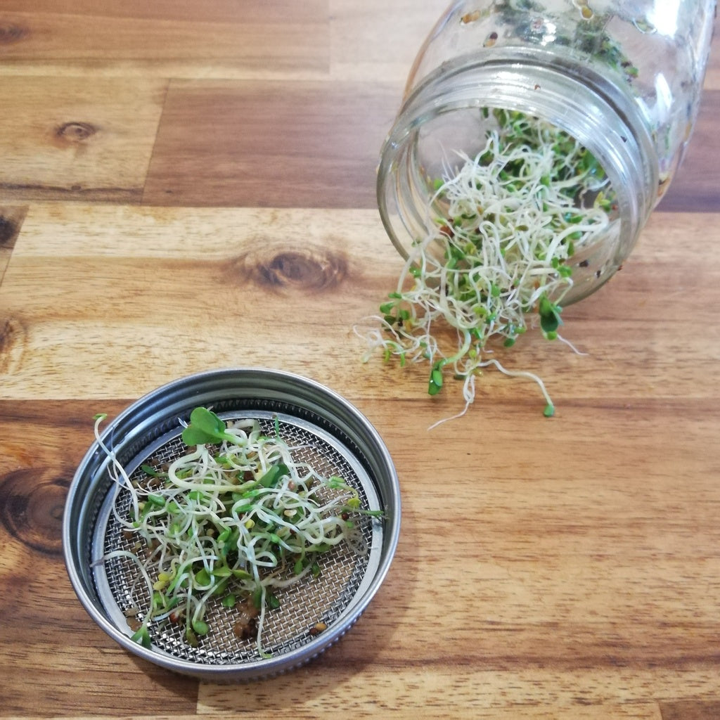 Stainless Steel Sprouting Lid and Ring for Regular Mouth Mason Jars